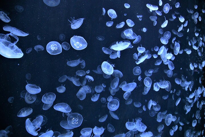   𝒩𓄹 海月湊海