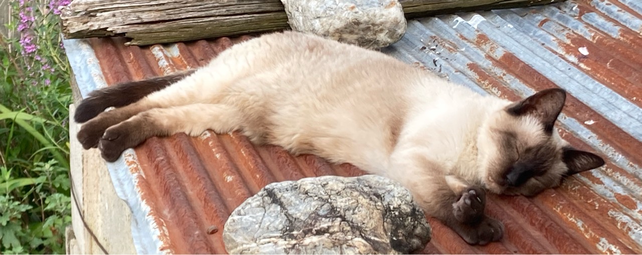 おべん❁ᵕ̈🍨¨̮