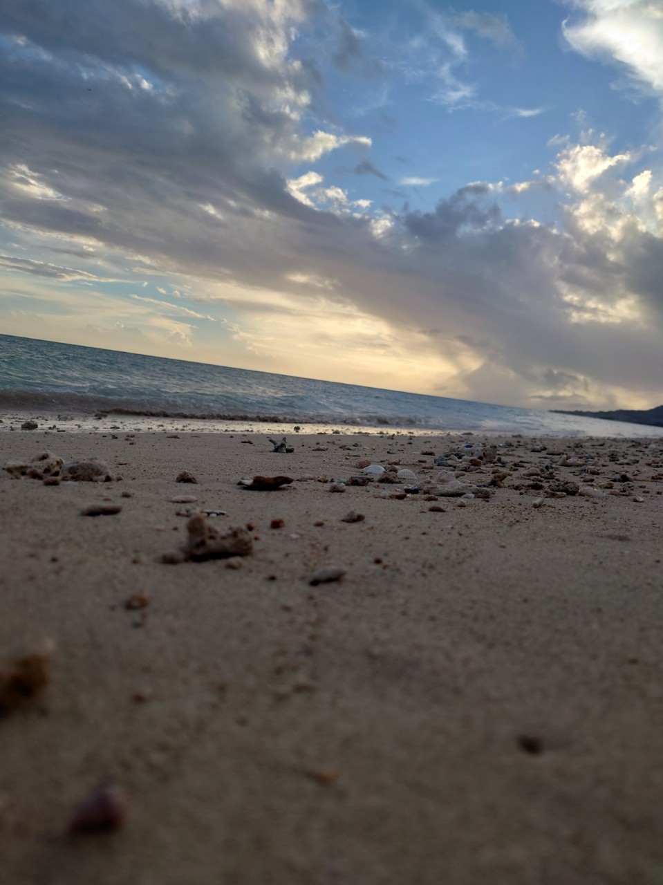 🔱 毒げいる【🦖専マネ】