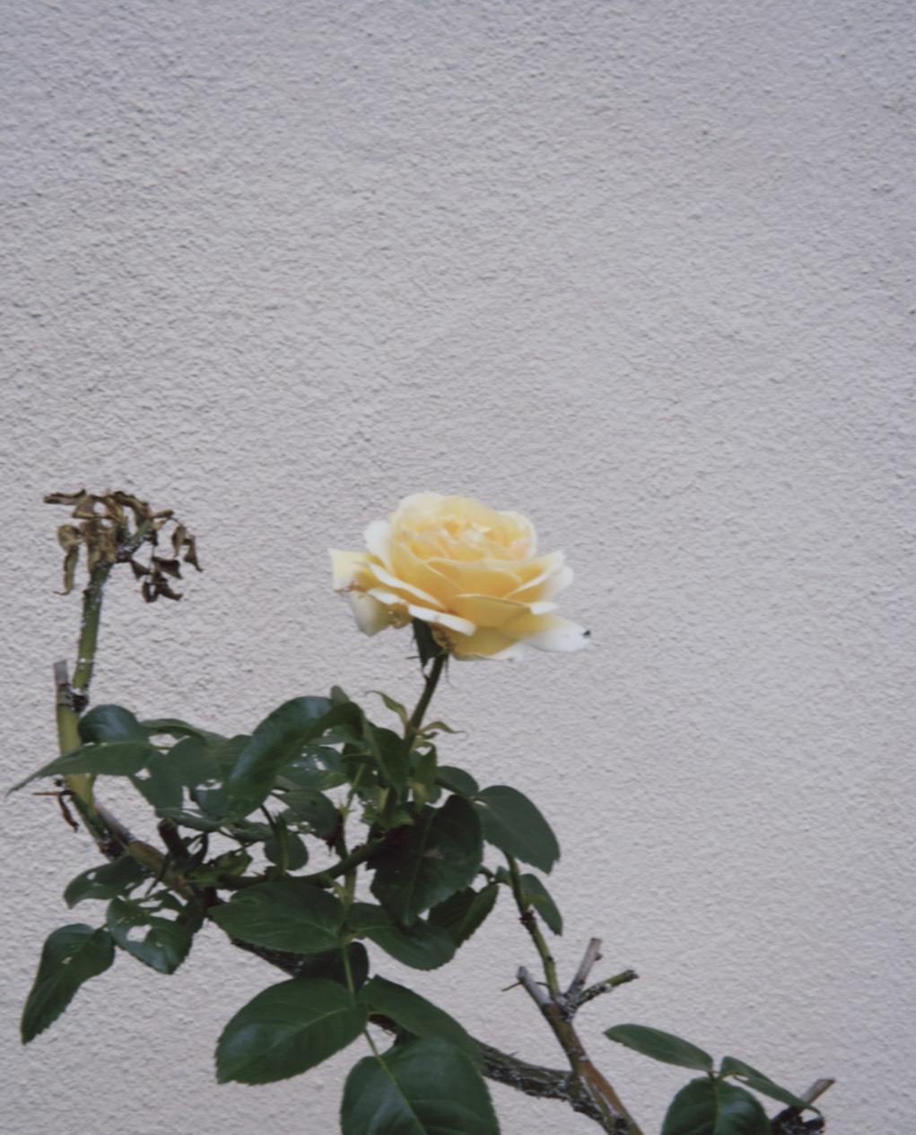 伝出 でん
