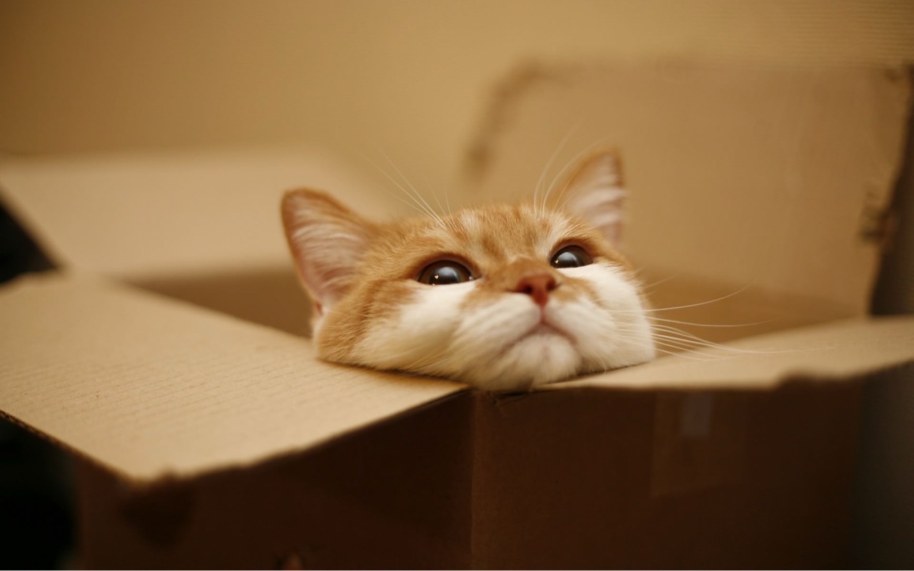 🍙 ¹⁴ぴ　よ 🍰△◽︎×°