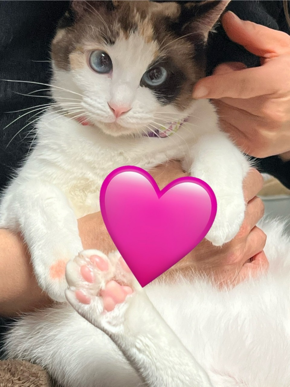 ✨シロミ✨( ﾟ∀ﾟ)ｼﾛﾐﾛﾐﾛﾐ