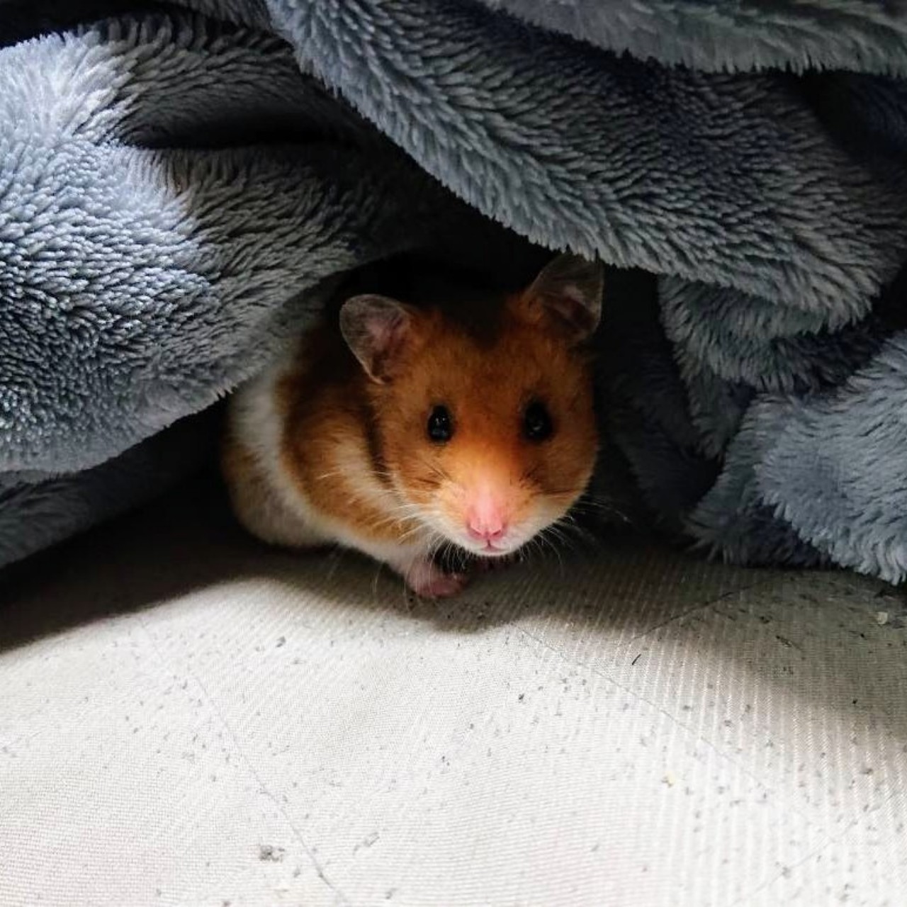 ʢ•ω•ʡ めぶき