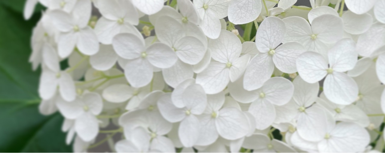 しいていえば⚫︎まるぅ