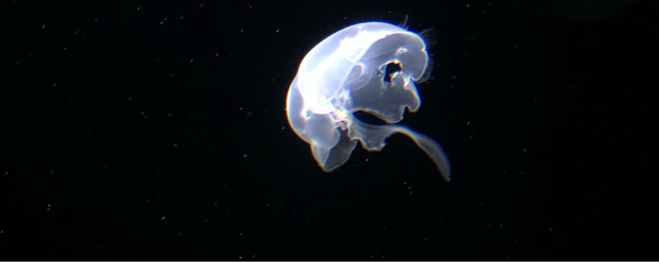 だ ʓ