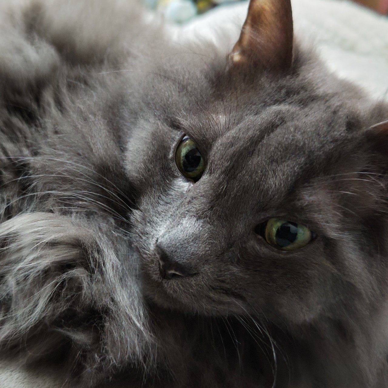 🌈銀ちゃん🐱