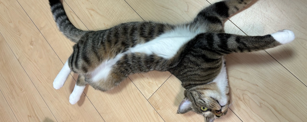 かったー