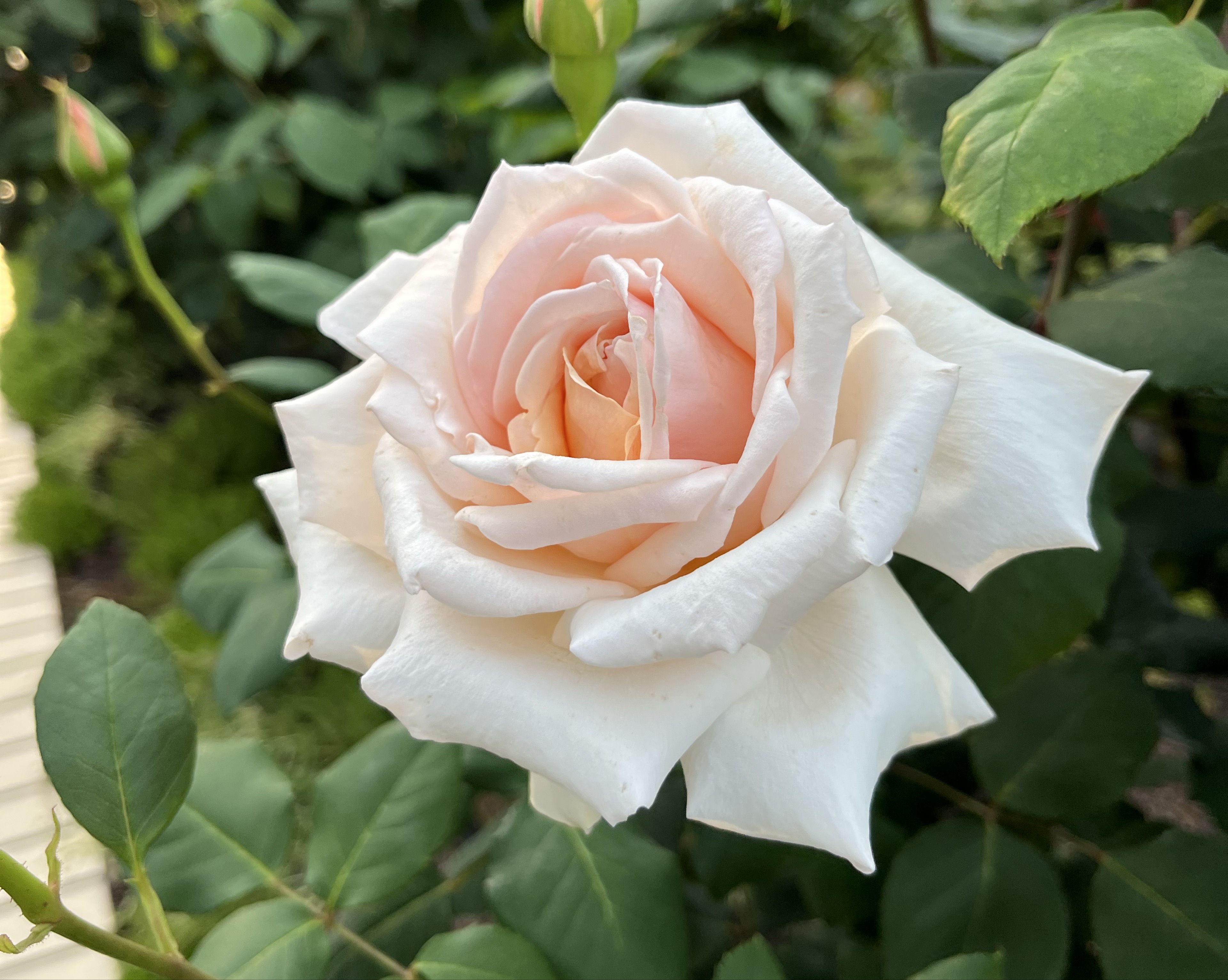 ポニョザウルス🦖🗽