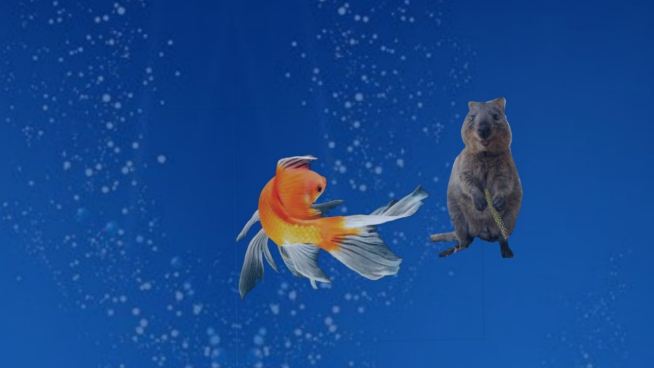 こん仔@ワラビー/配信のやり方忘れた