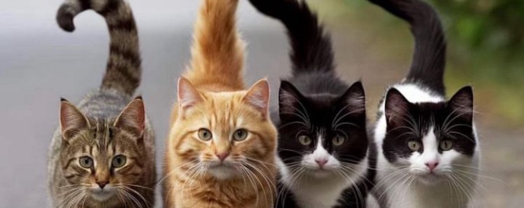 yuuka🐈🐾⋆⋆🌙·̩͙‪⋆͛