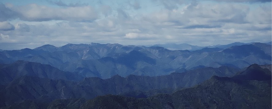しゃも猫🐱🐕。