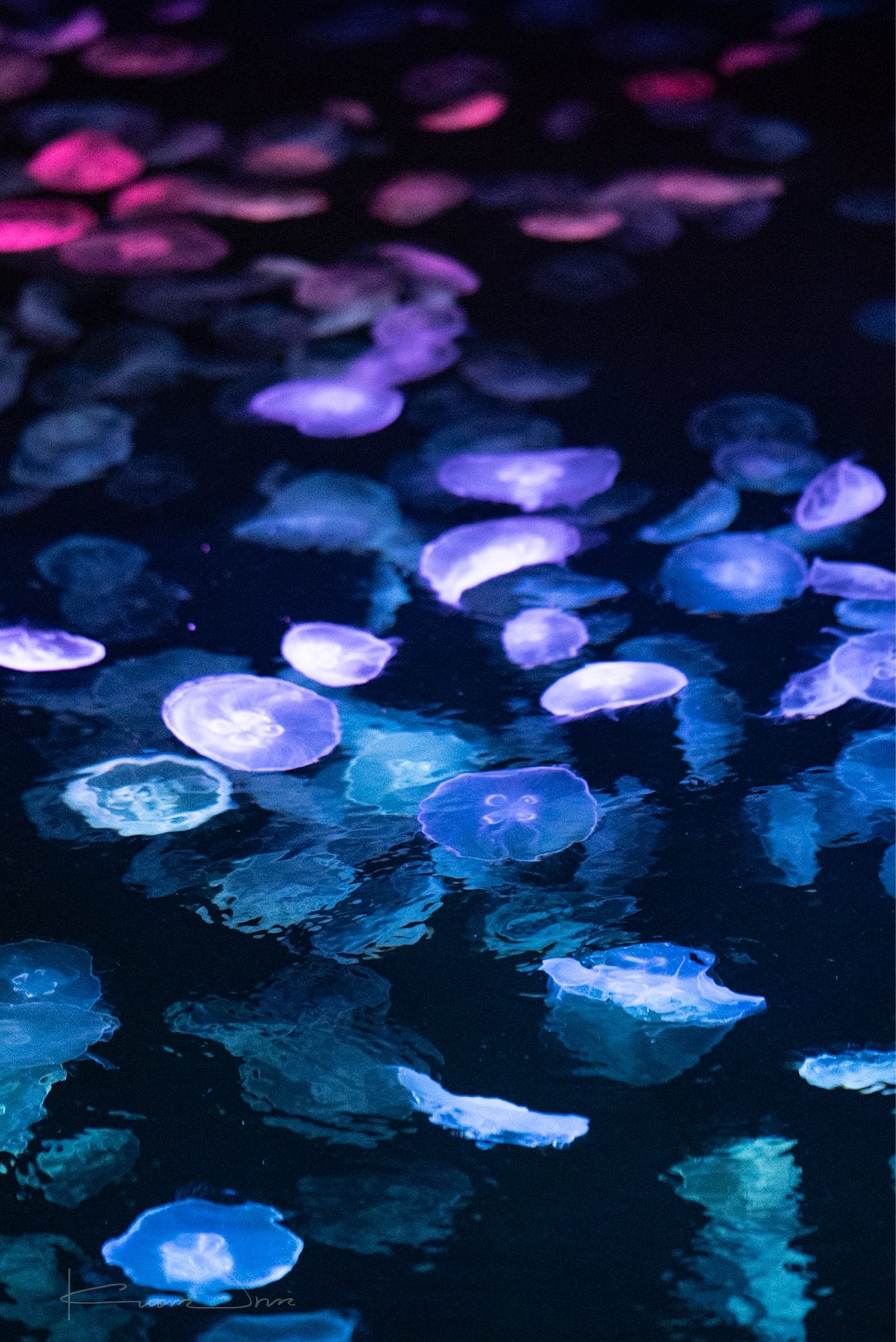 𝓈.𖥔 ݁え す 。