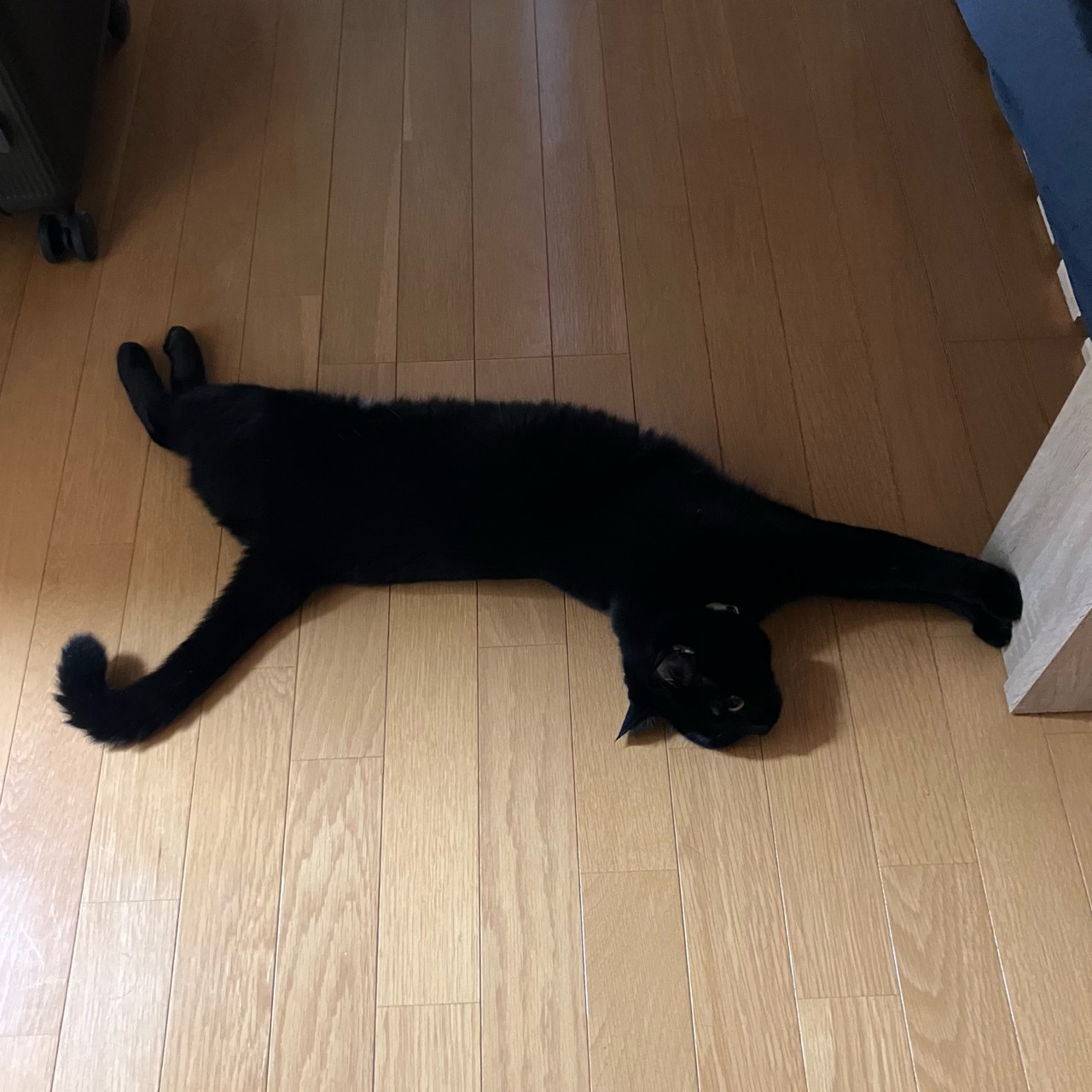 ね こ ね こ た ろ う