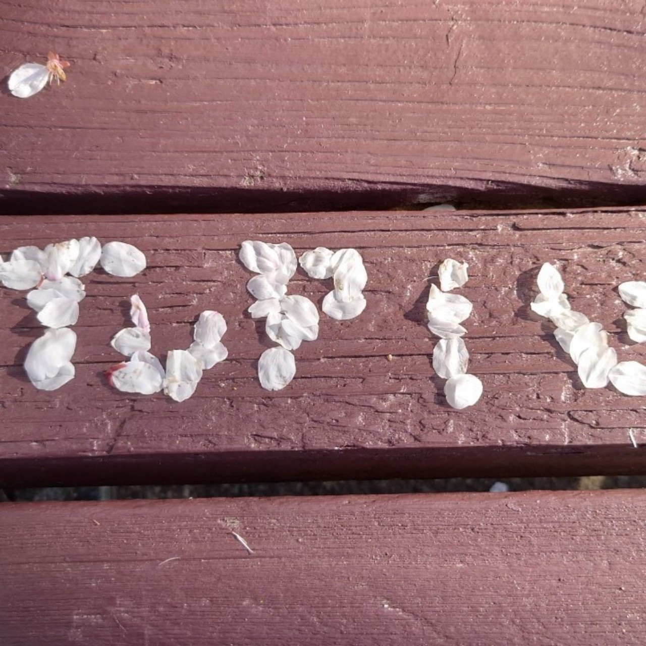 Ｔυｐｌυ🎨🎤(たぷる)