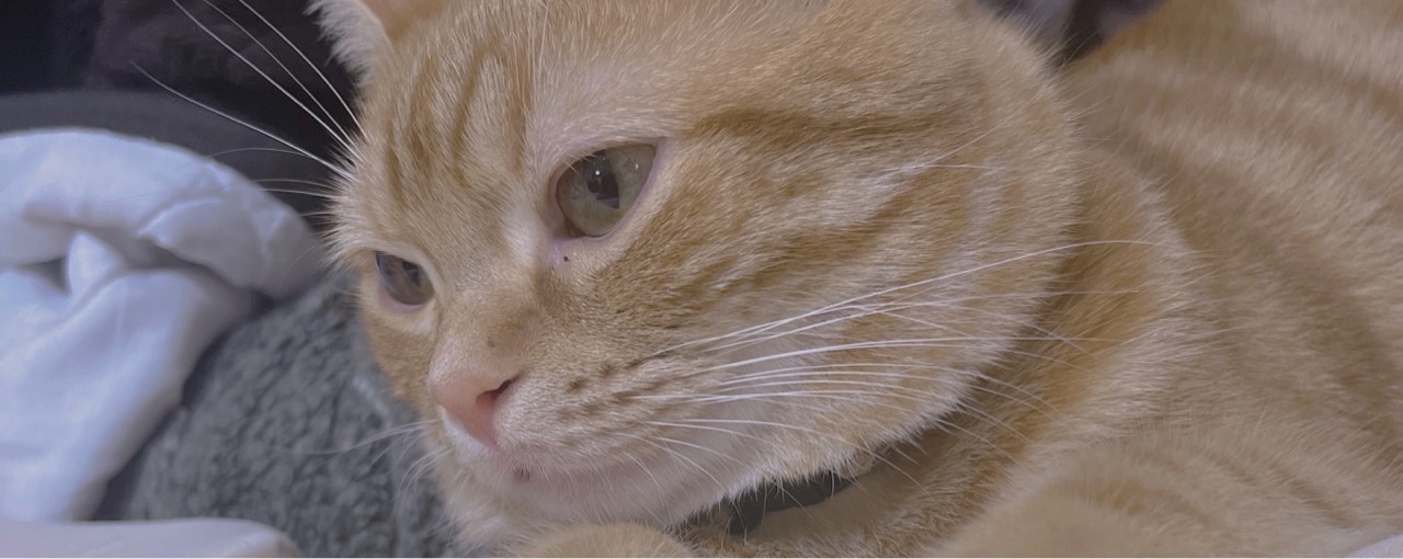 🍀 ̖́-chapi𓅇𓈒𓏸AB