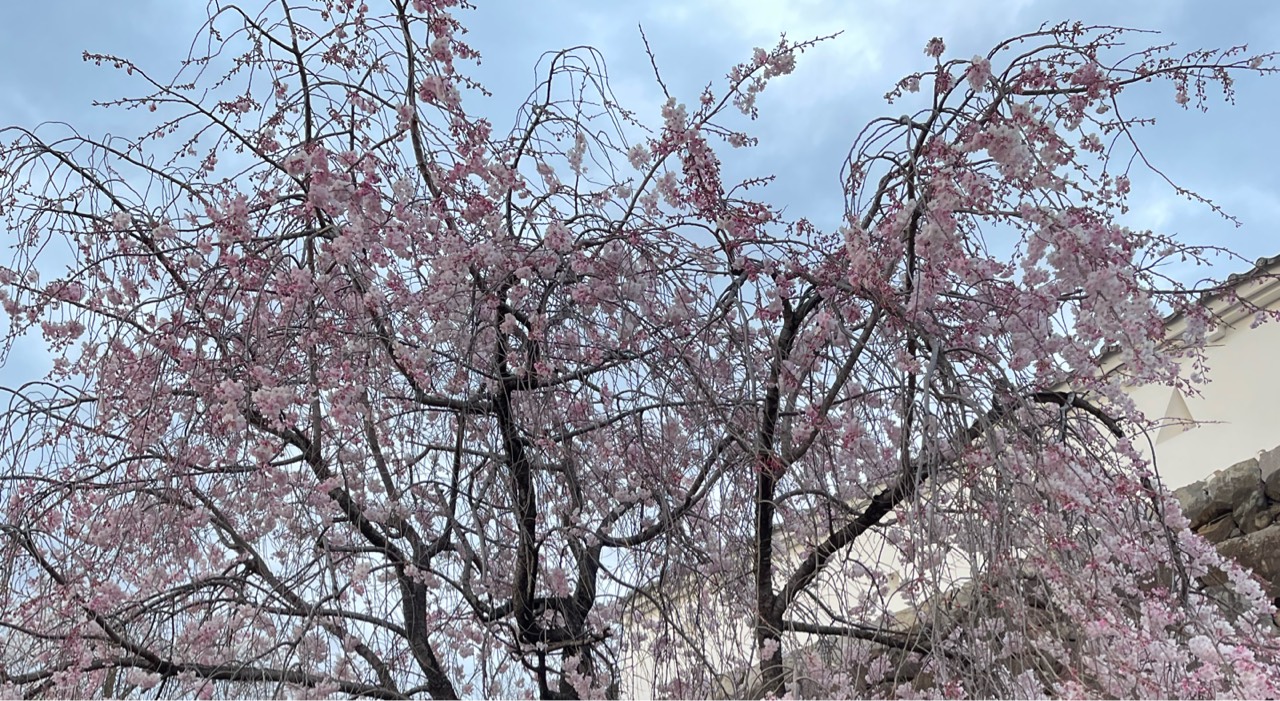 🍄千紗🍄 🌈🚬🌈