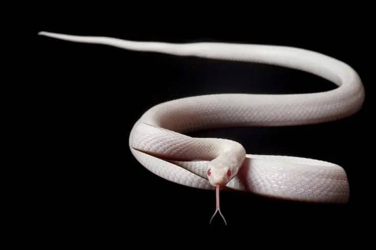 🐍罪歌(さいか)