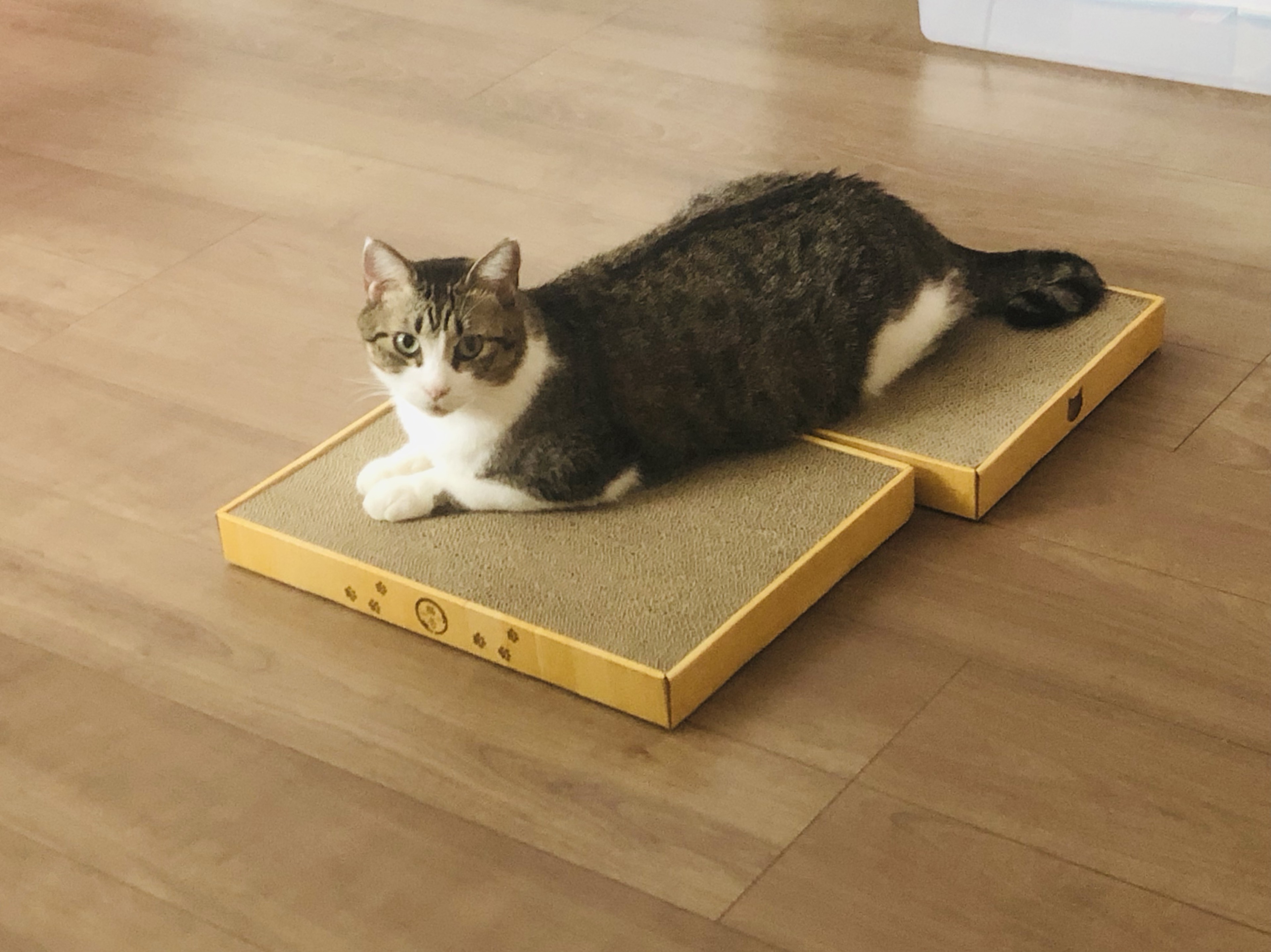 🌺みょんみょん