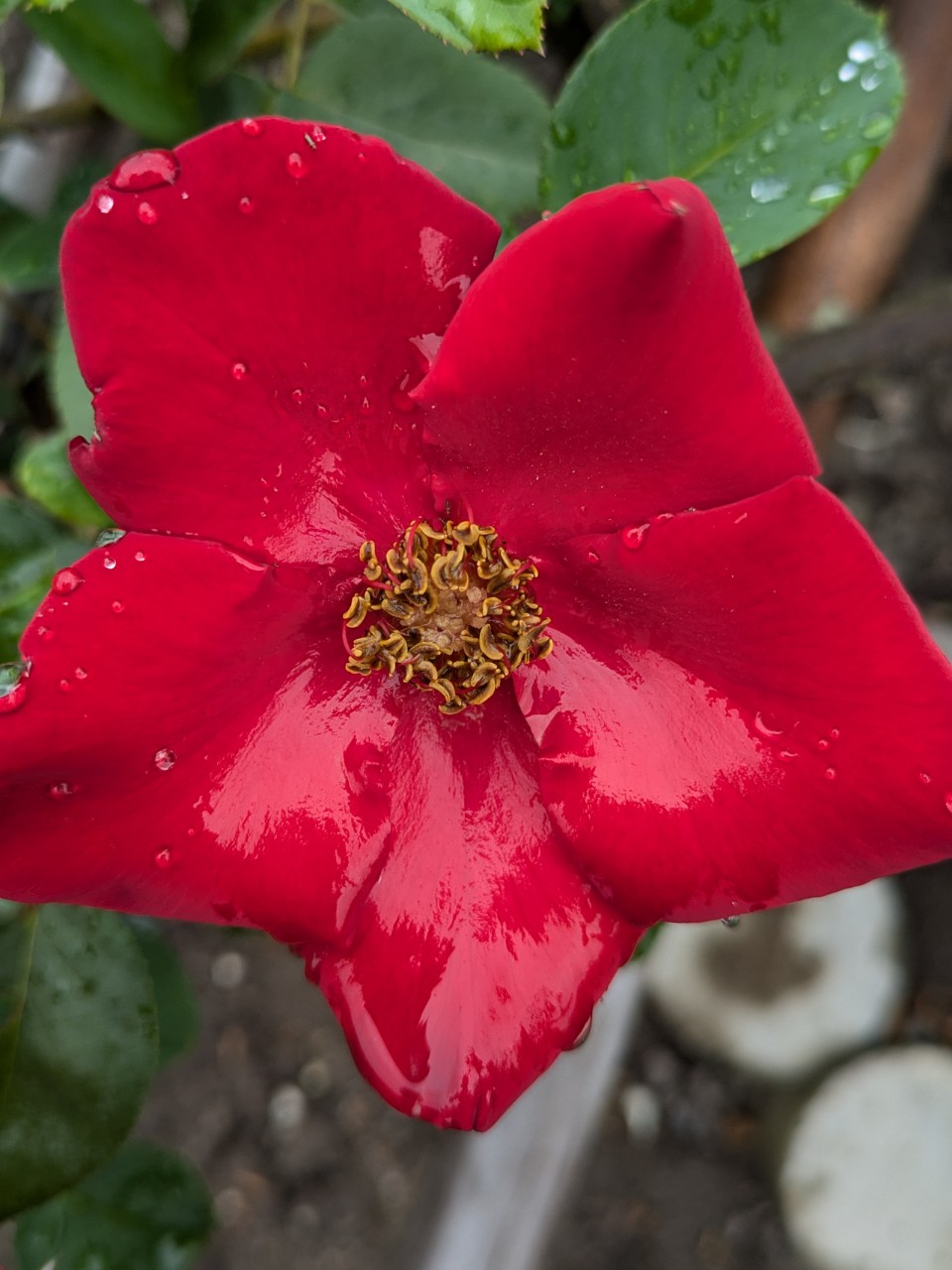 恋歌（れんか）