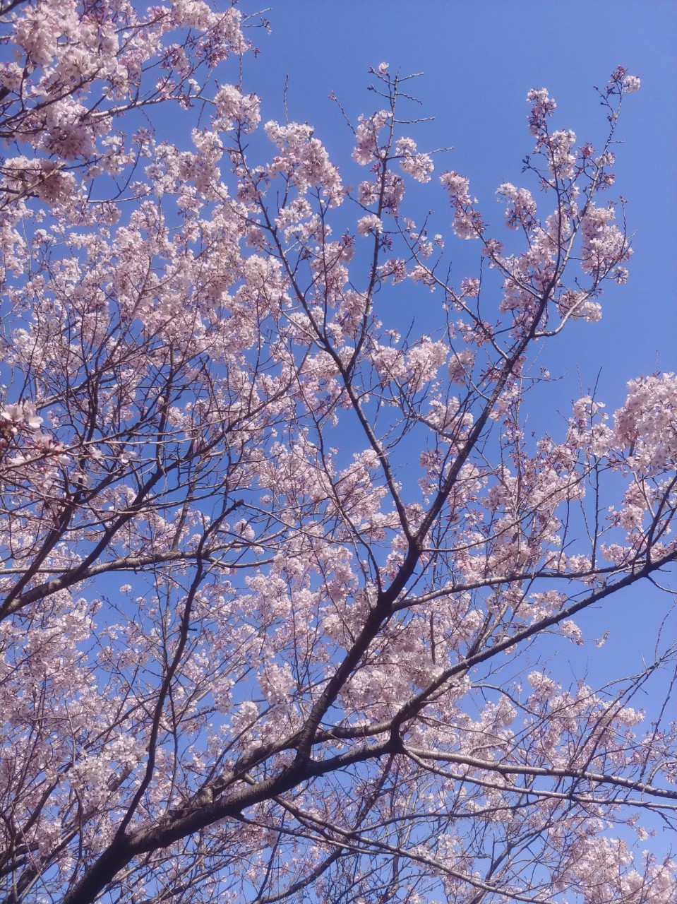 月灯あお🌻