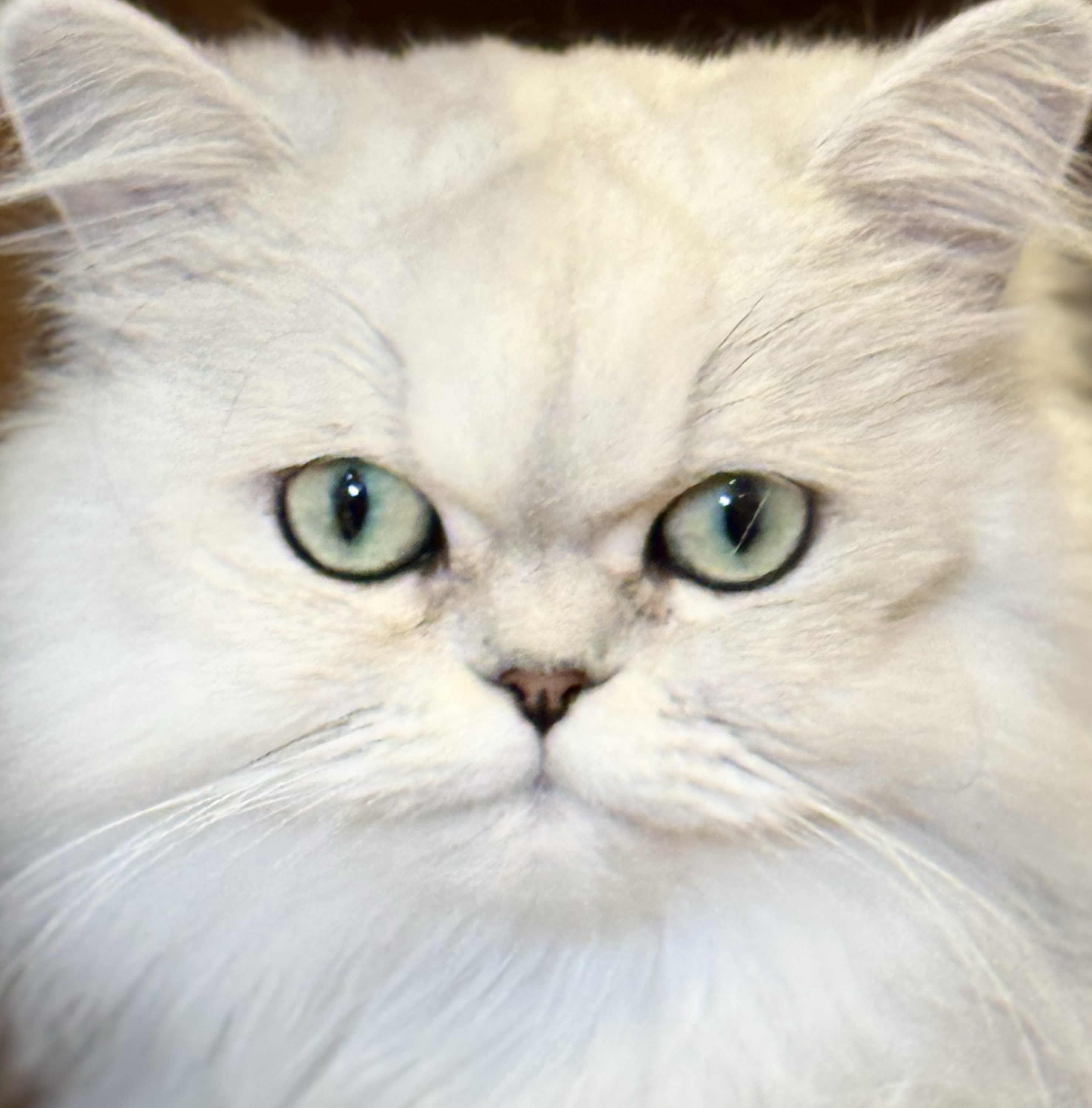 𖨔*̣̩ 絲 - 𝒾𝓉ℴ -