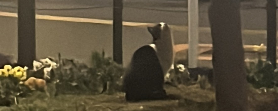 en