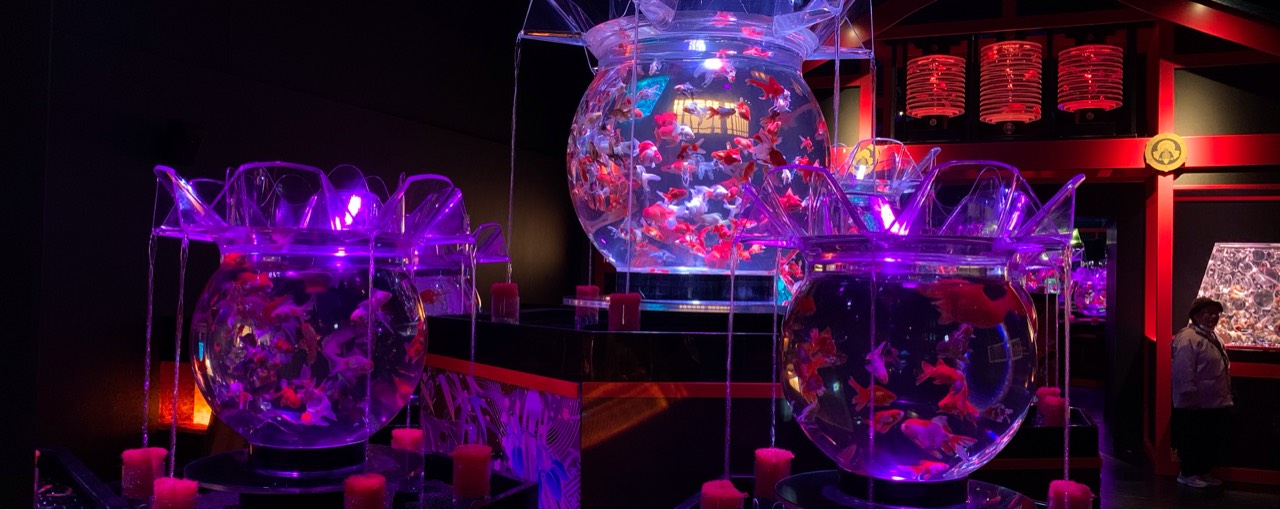 𓆩º🦈𝓼𓆪チョロ(天然のサメ)