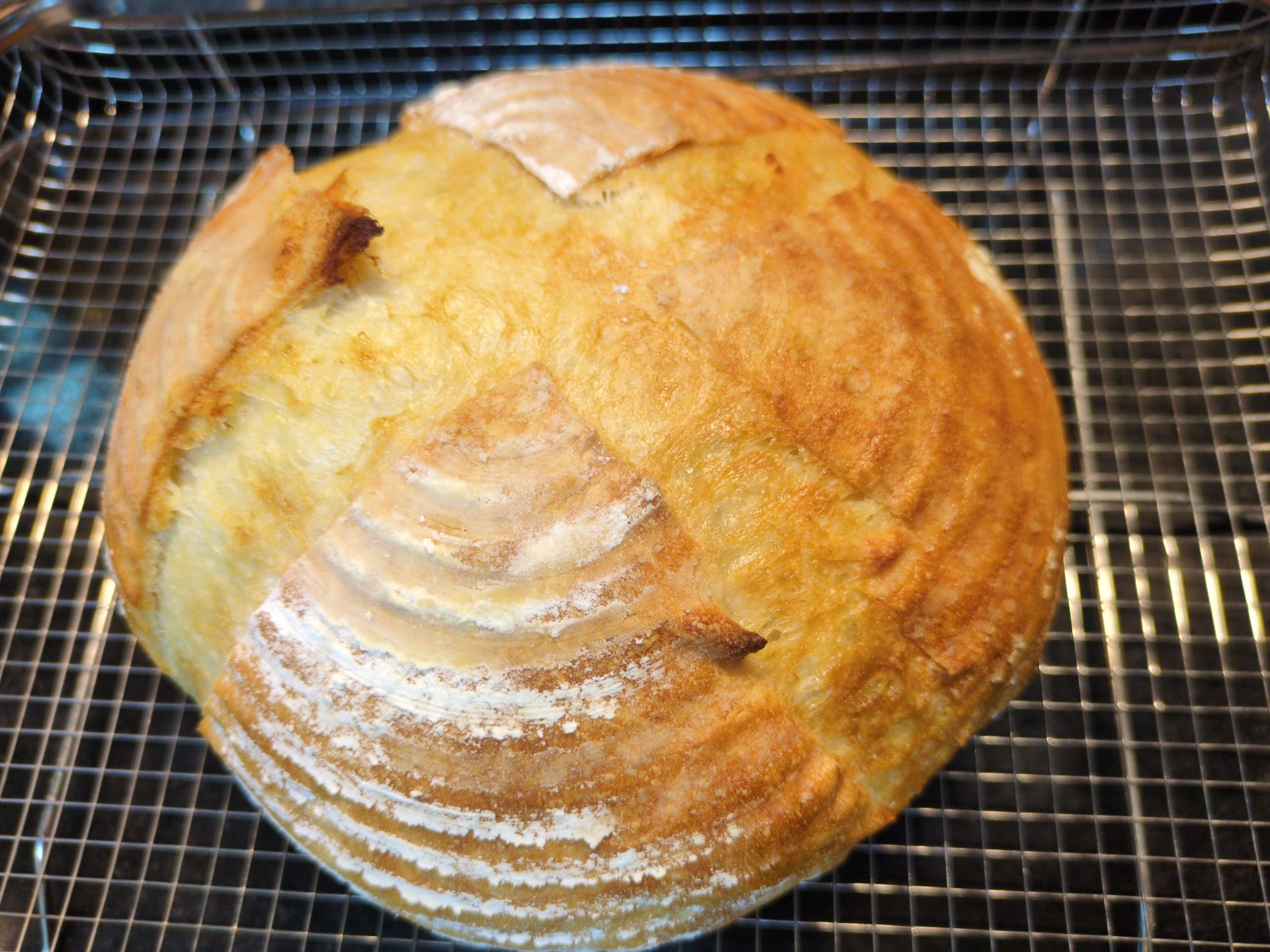 𓀗...スタローン🌼