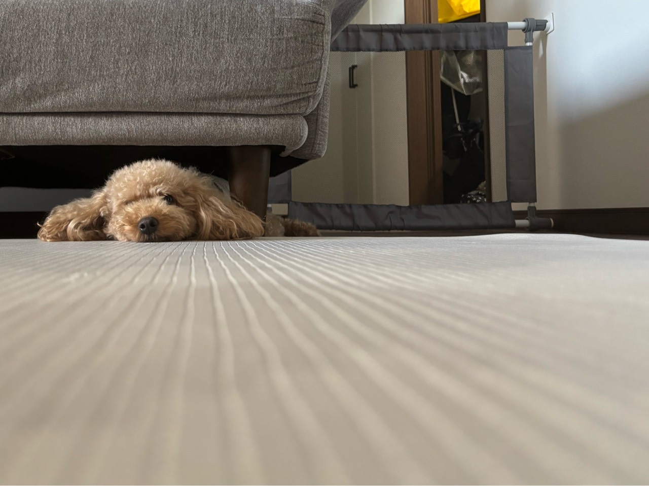 🃏アリス。🃏🎤🐧