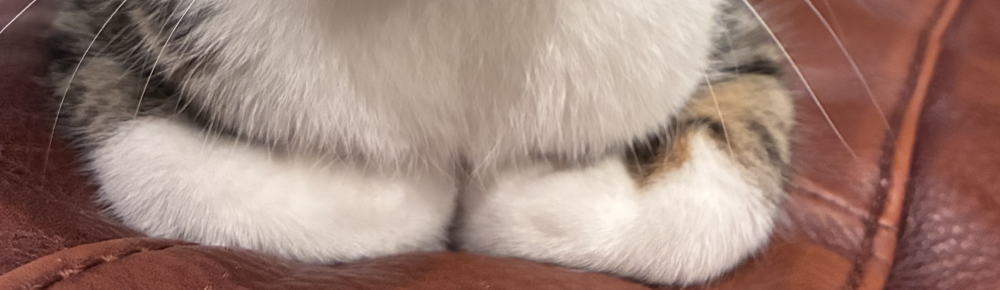 ひな