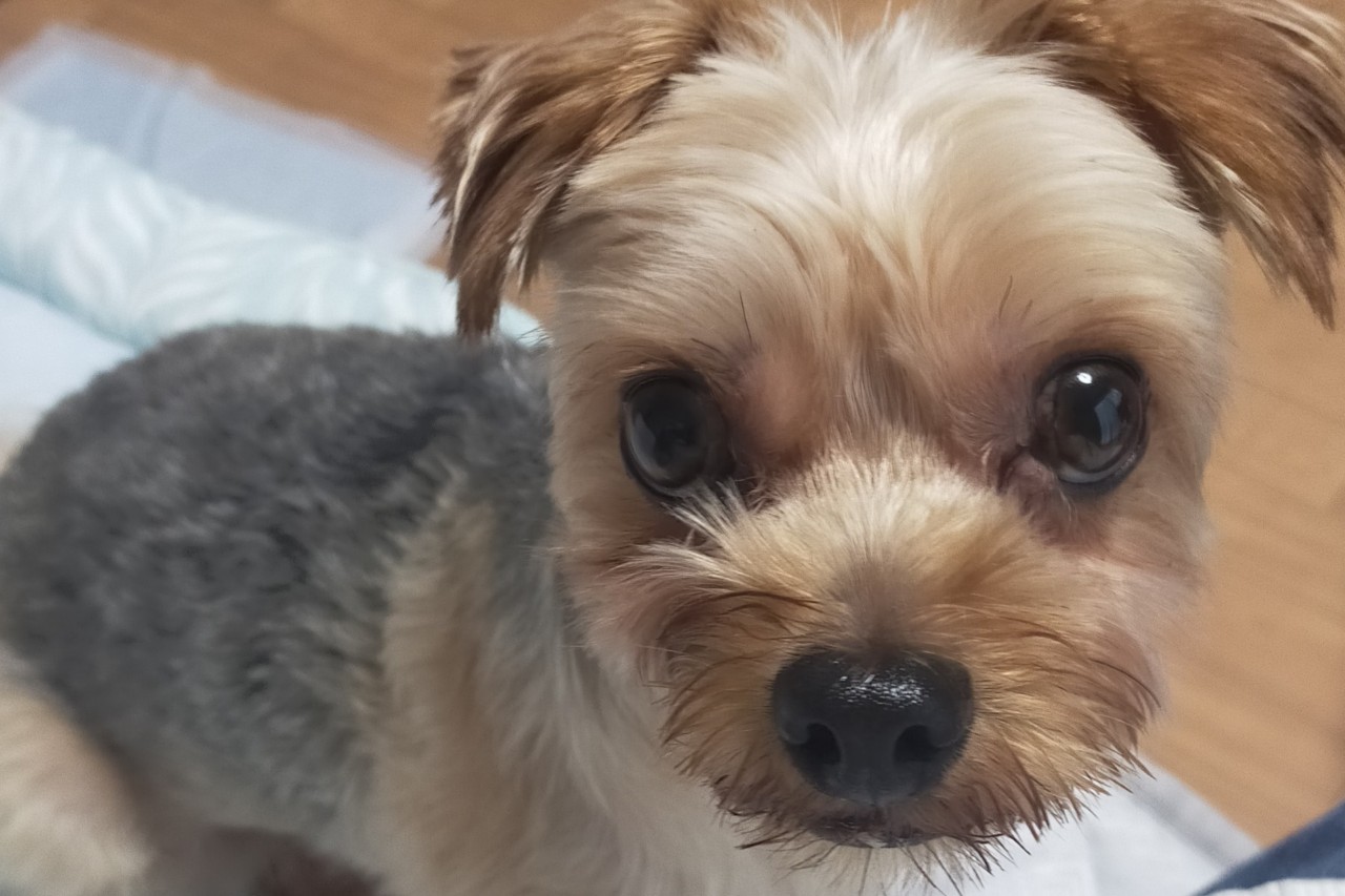 Terry(上機嫌でいこう)