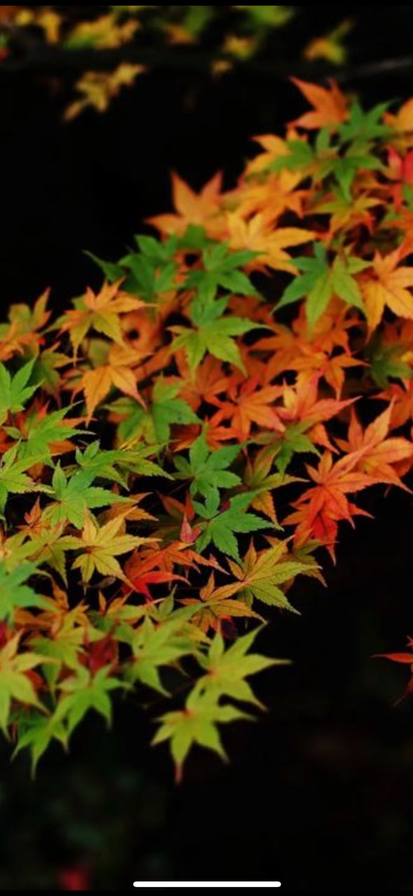 げんのすけ😇‪心友😇友愛😇感謝