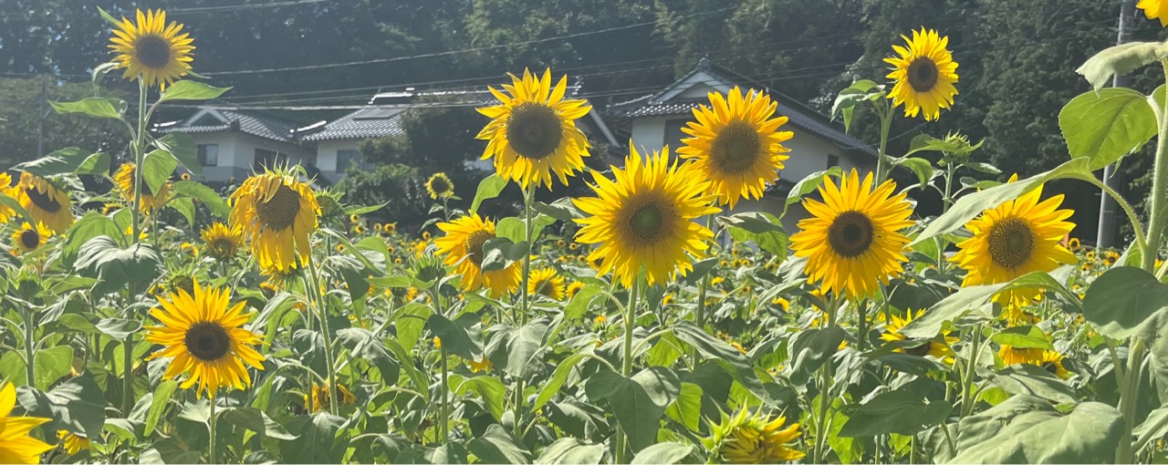 🍀🦙るか るか❦͙🥀