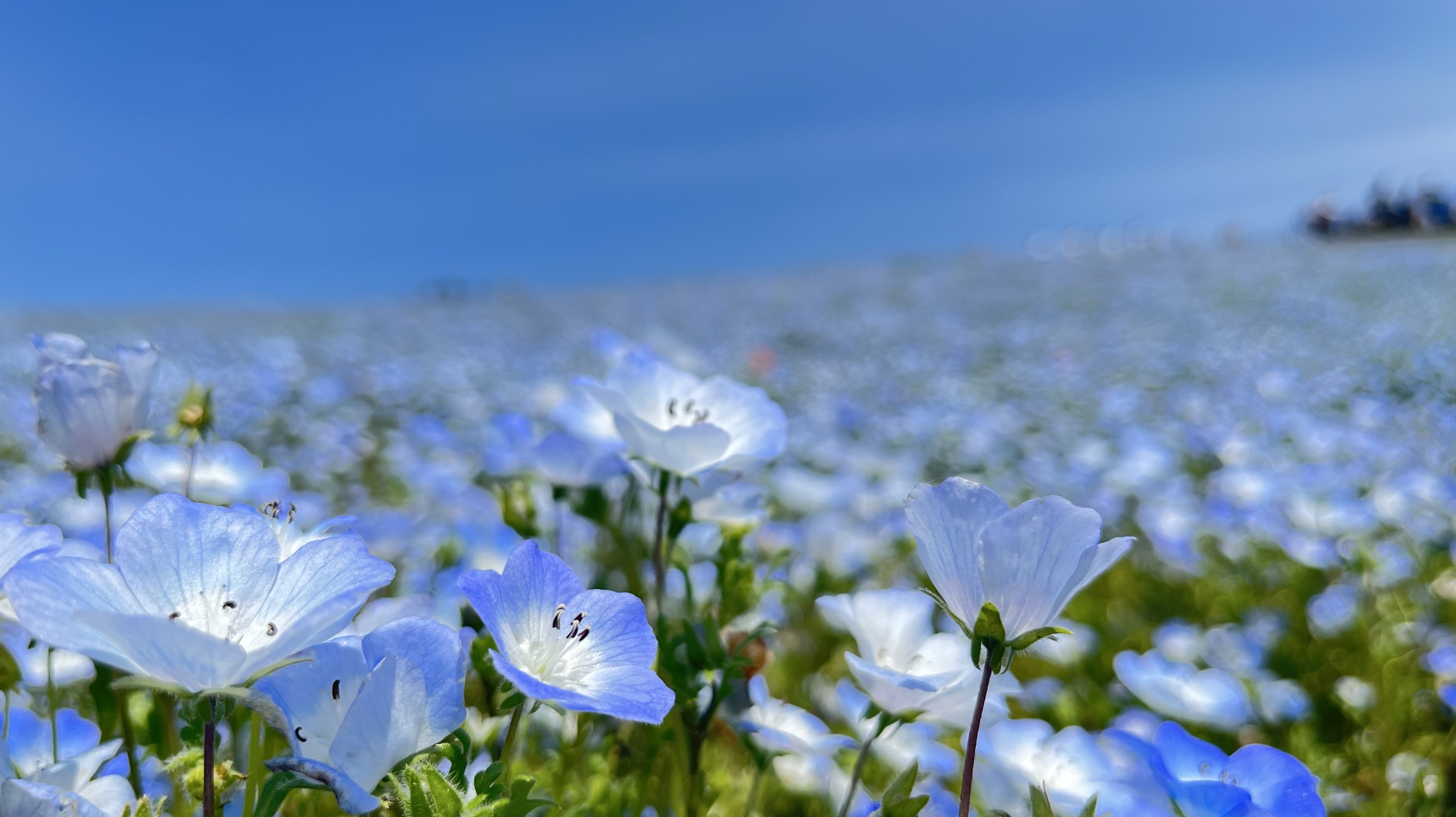 ₛ͛℞りんご(♂)