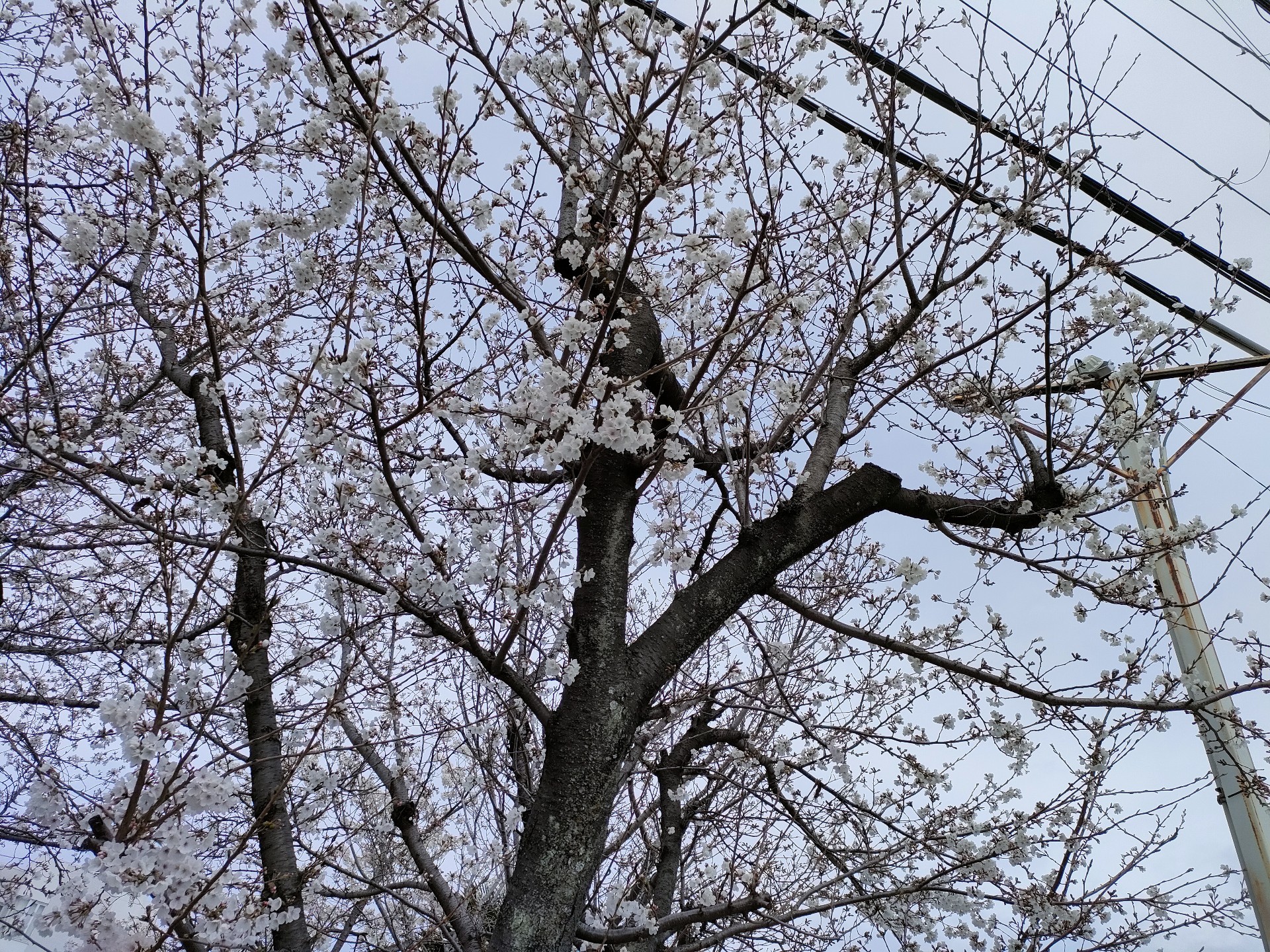 ❦ᵐ葉留来 ‪❀✩*.ﾟ