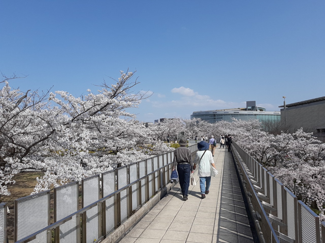 魚(さかなじゃないよ)🍎