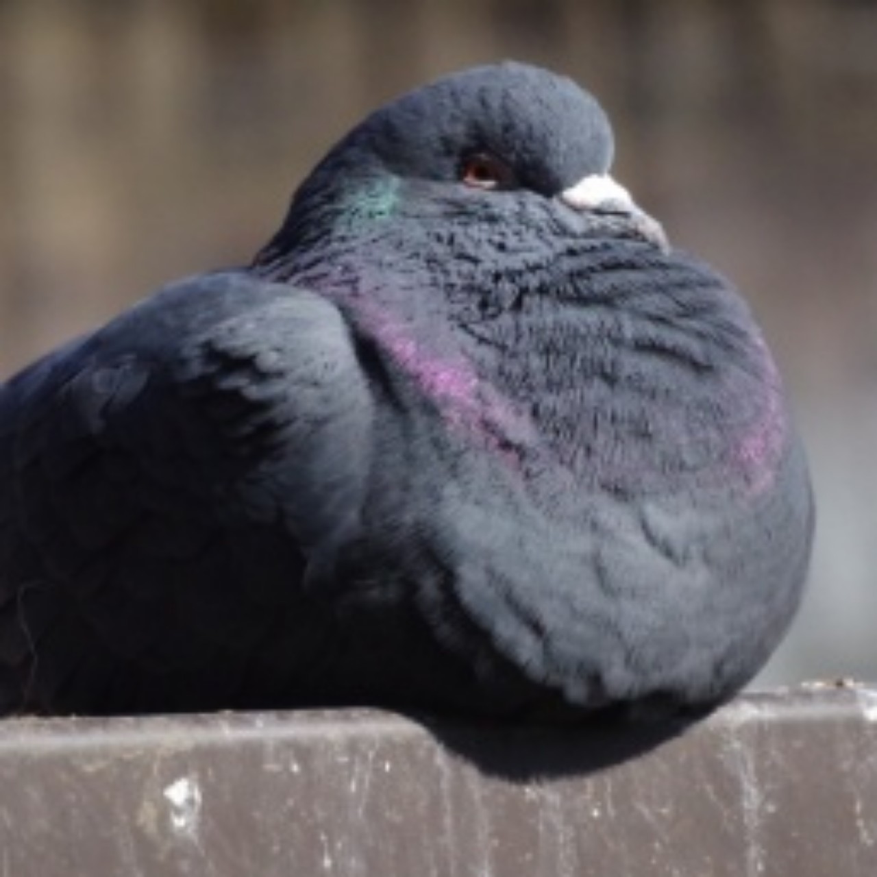 ハトムギ