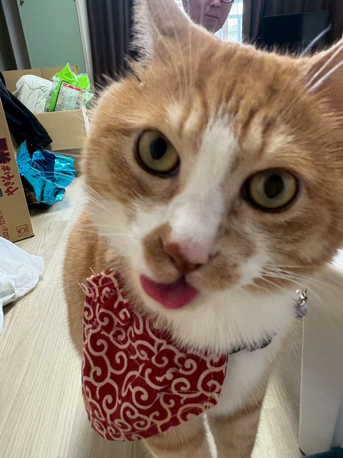 ハツカネズミ🐭