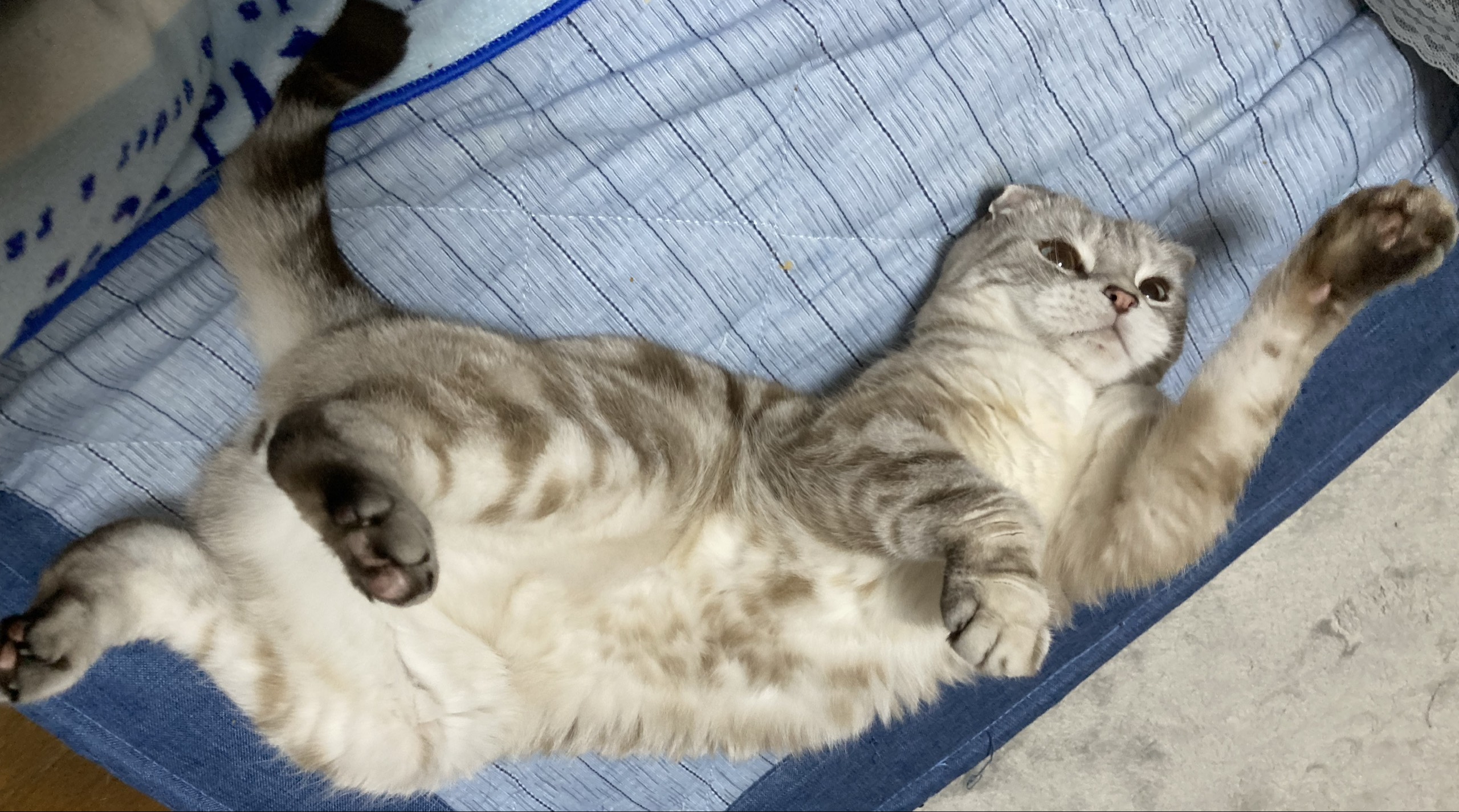 あっくんℳ꙳⟡