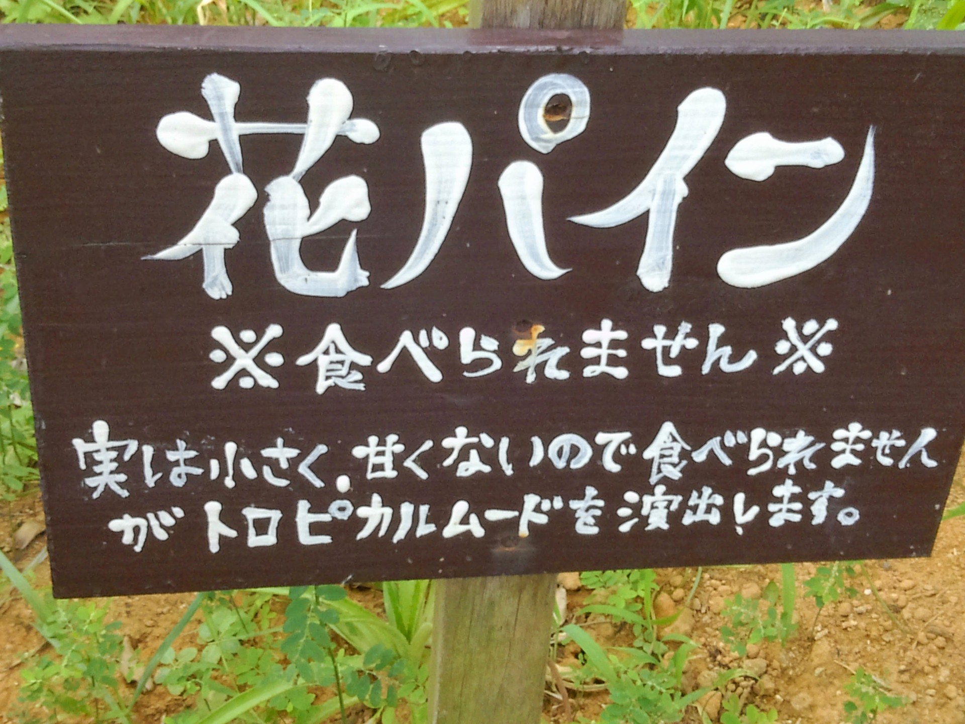 サタケッチ(タケパパ)
