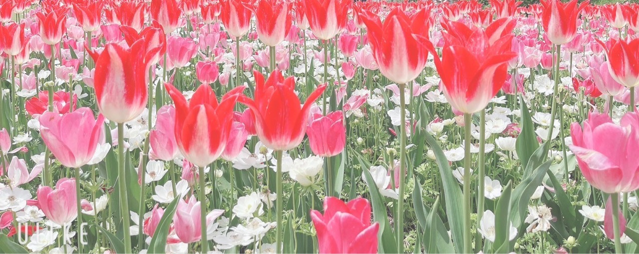 くう🌷*̣̩⋆̩