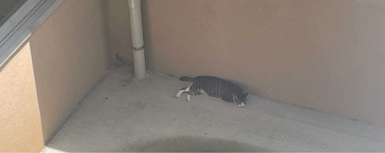 こはく