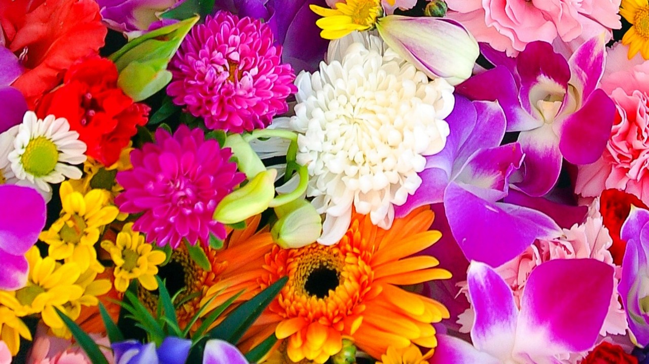 しーたん🌹（しゃ〜こらっ）