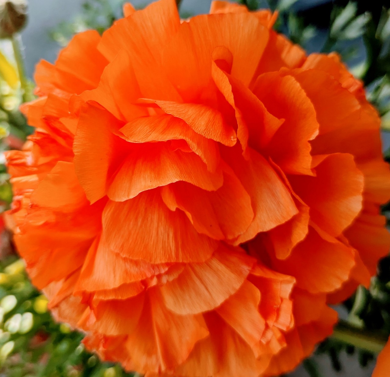 𝕄𝕠𝕘𝕦🍀𓂃◌𓈒