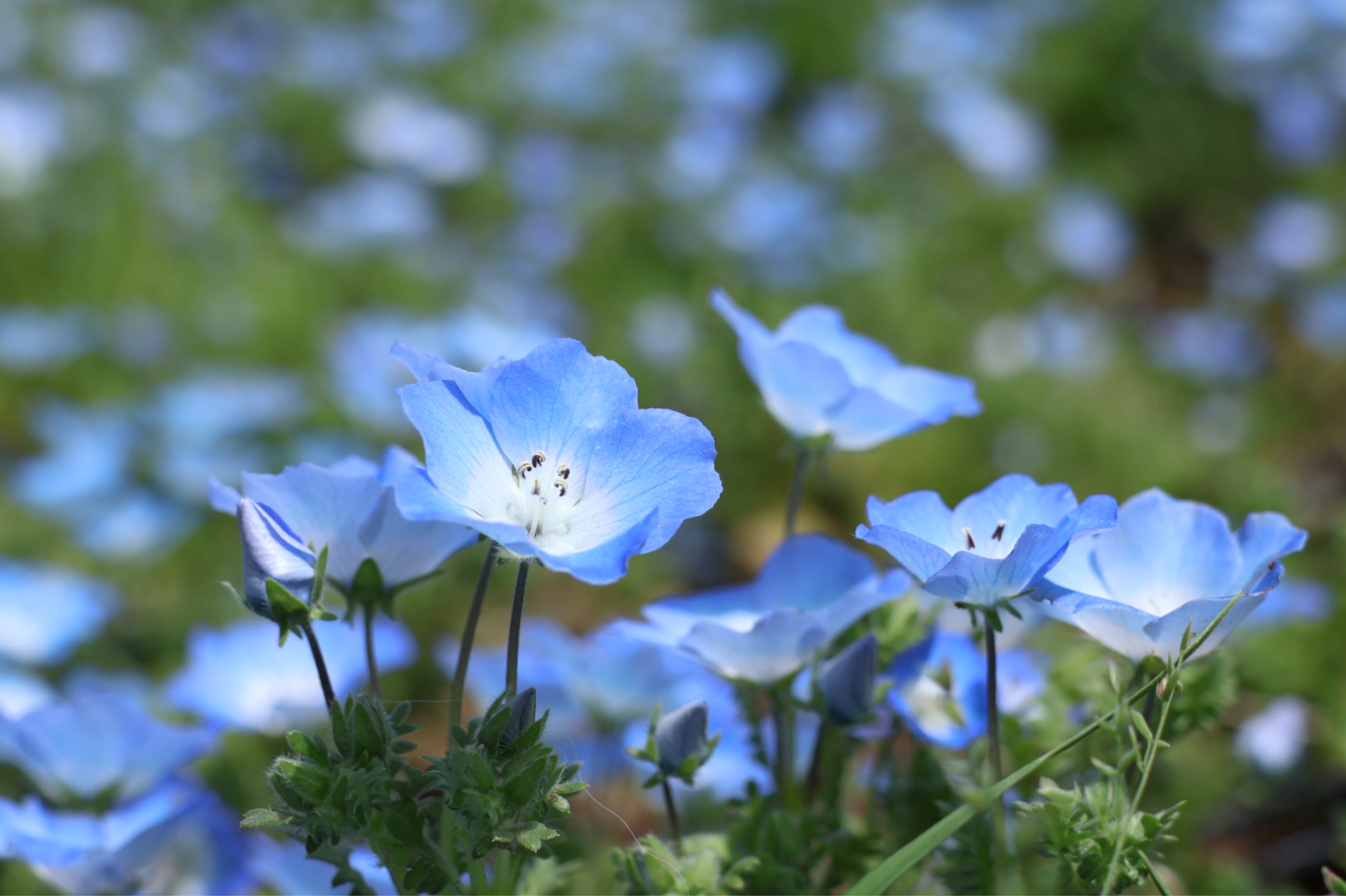 ⭐️星守るフグ。