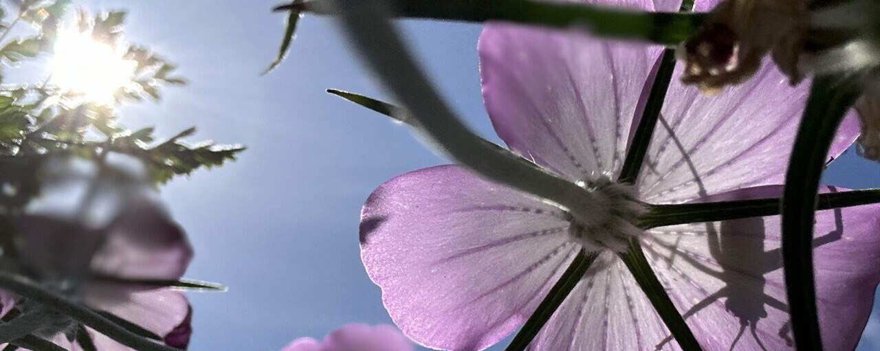 ᓚᘏᗢ 💕 𝒌𝒖𝒌𝒖