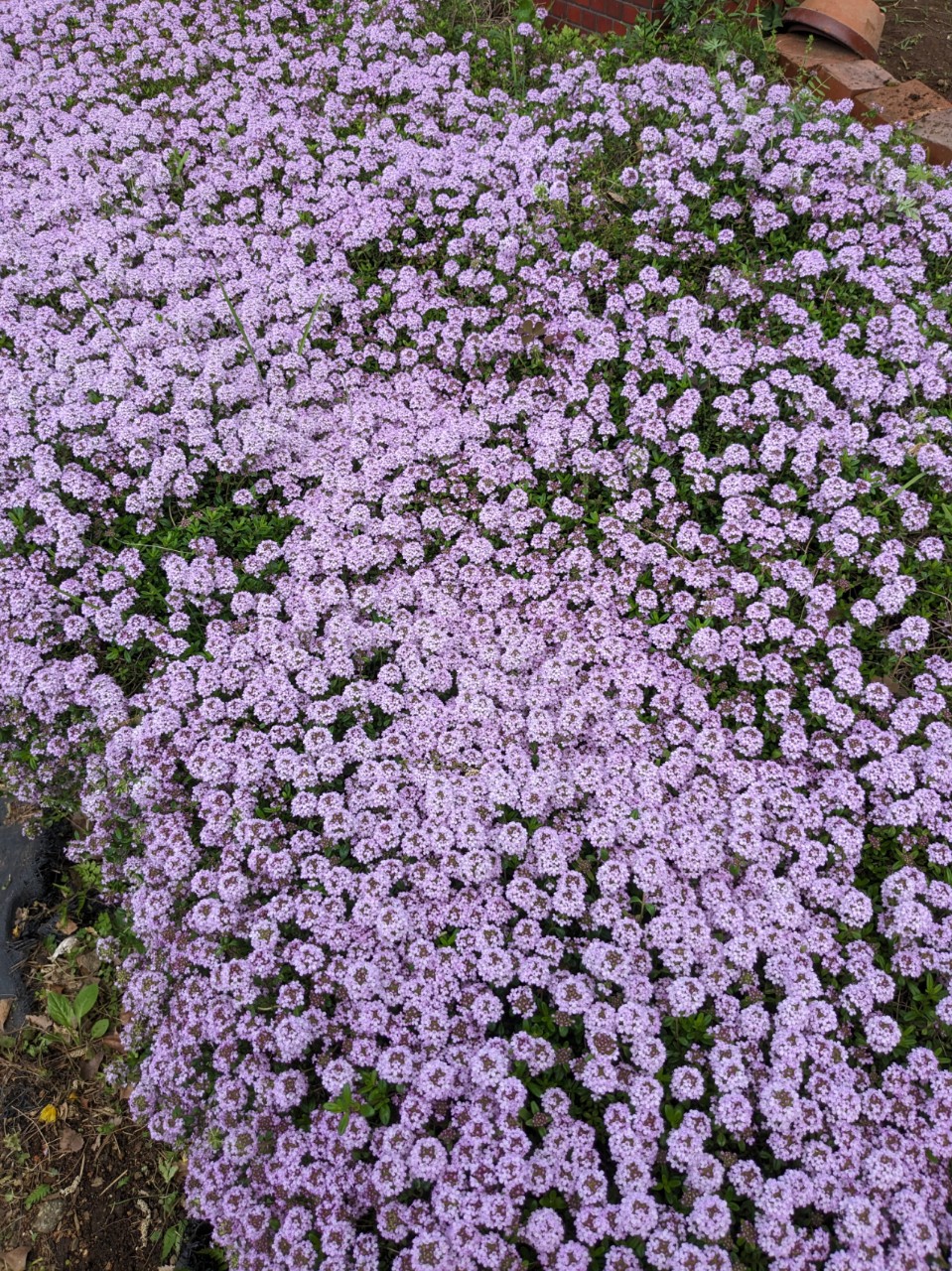 coffeeカップ☕️🥰ハープ演奏🍀