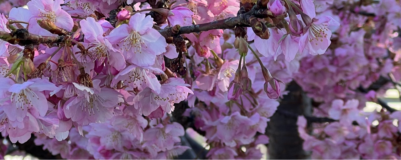 かきと@伝説のペンギン