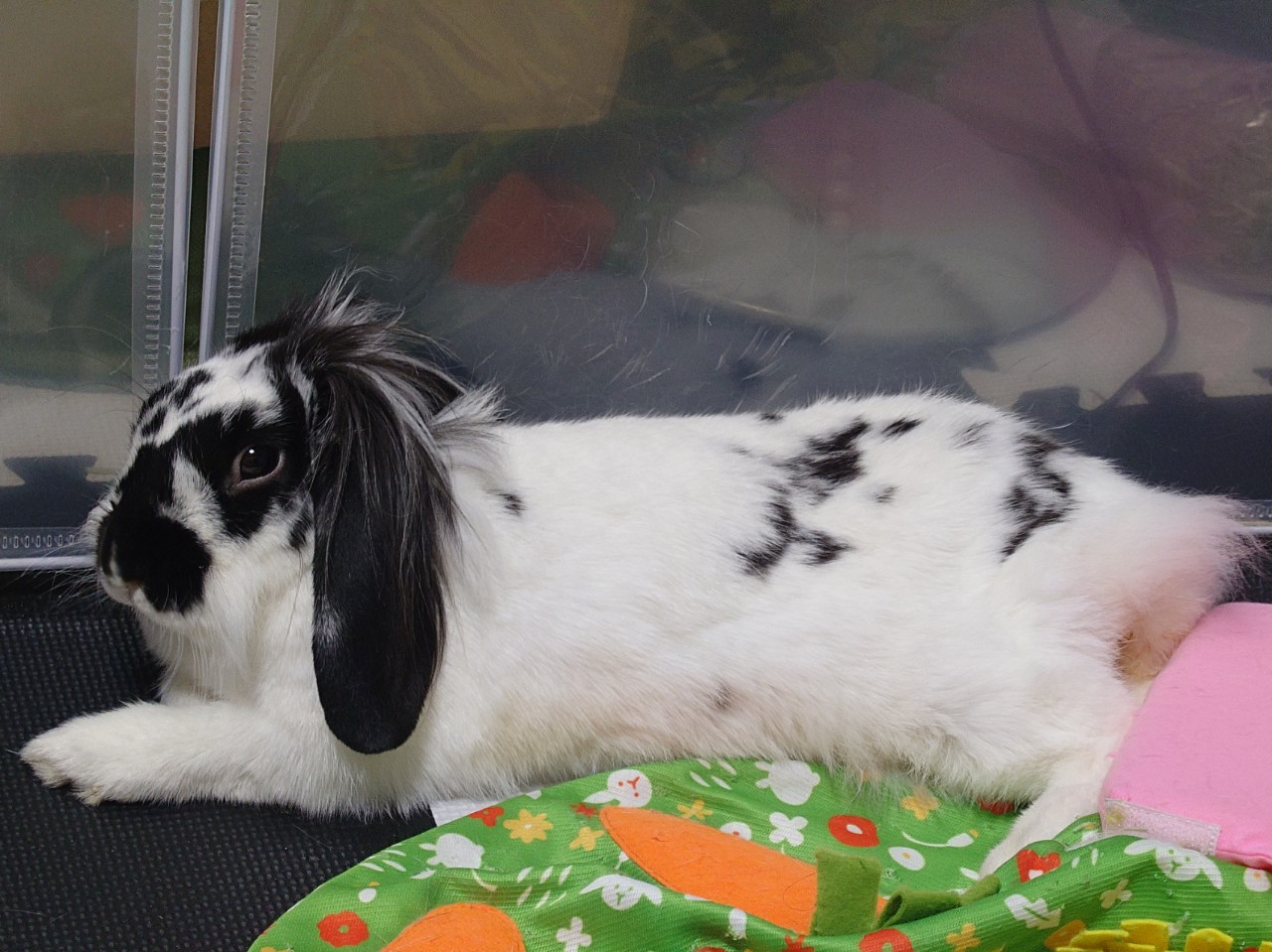 レイ𖦹‎𓃠𑁍*·̩͙꙳·̩͙꒰ঌₖ