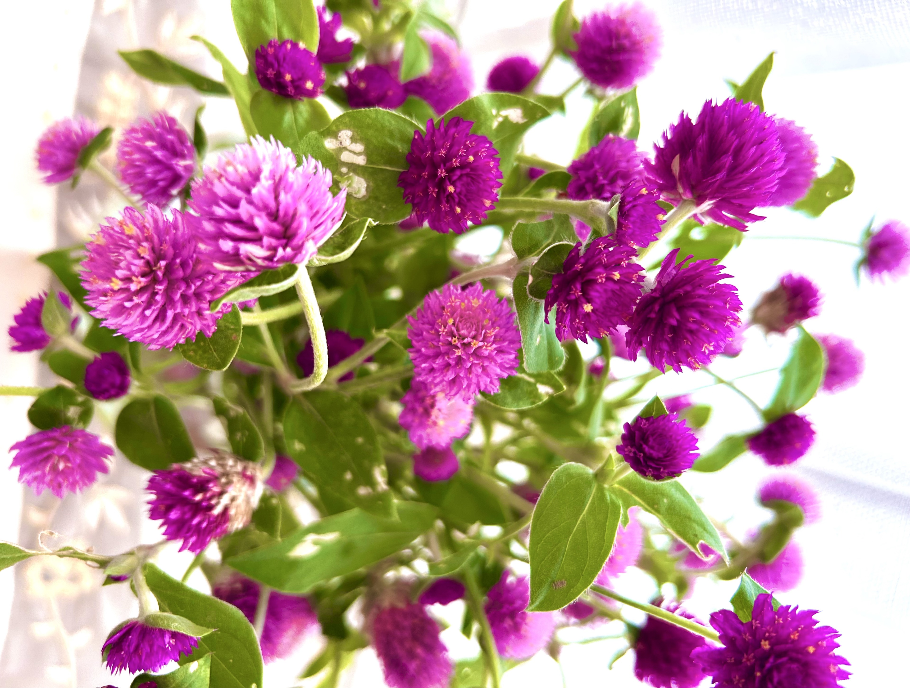 🐣すけ♀(まだ初心者)